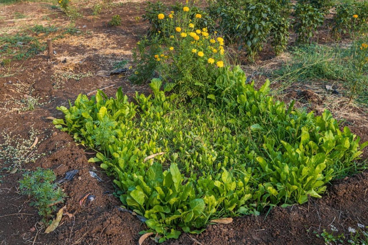 Saffronstays Serene Retreat, Alibaug Alibag Bagian luar foto